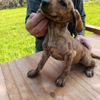 Segugio maremmano tigrato