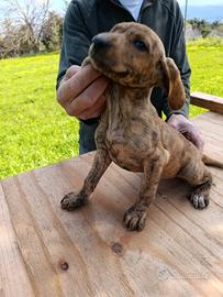 Segugio maremmano tigrato