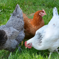Galline da brodo o da cortile