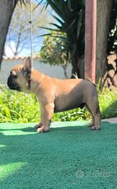 Cucciolo bulldog francese maschio