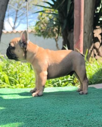 Cucciolo bulldog francese maschio
