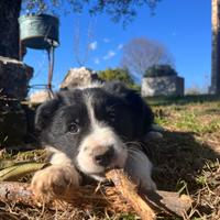 Cuccioli Border Collie con pedigree Enci