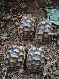 Tartarugh di terra baby sarde marginate