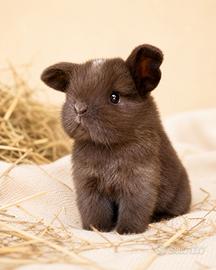 Cuccioli MINILOP da allevamento professionale