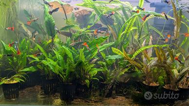 Cryptocoryne wenditi piante acquario 