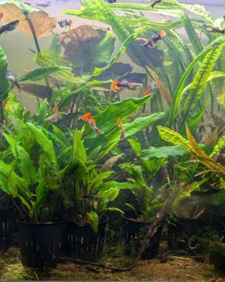 Cryptocoryne wenditi piante acquario 