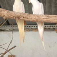 Coppia riproduttiva 2025