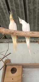 Coppia riproduttiva 2025