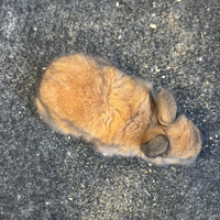 Razza:Nani,testa di leone ed ariete