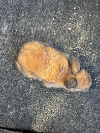 Razza:Nani,testa di leone ed ariete