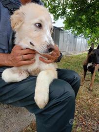 Cucciolo taglia media in adozione