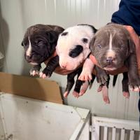Cuccioli di American Pit bull