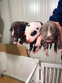 Cuccioli di American Pit bull