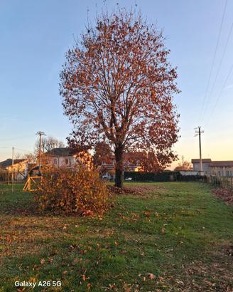  quercia 