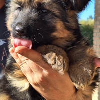 Cuccioli pastore tedesco