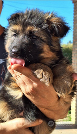 Cuccioli pastore tedesco