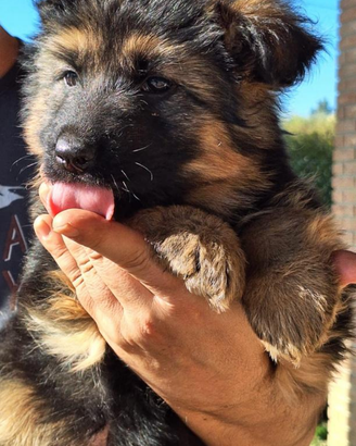 Cuccioli pastore tedesco