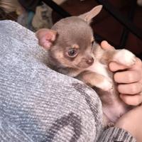 Cuccioli chihuahua