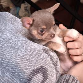 Cuccioli chihuahua