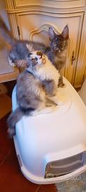 Maine Coon