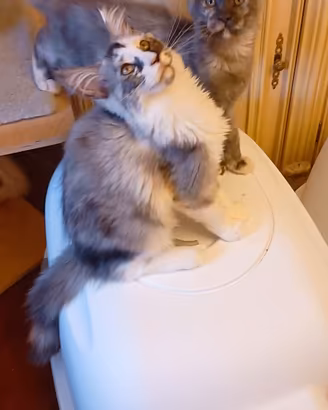 Maine Coon