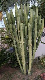 Euphorbia Candelabrum da Giardino cactus