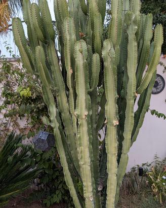 Euphorbia Candelabrum da Giardino cactus
