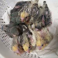 Pappagalli allevati a mano