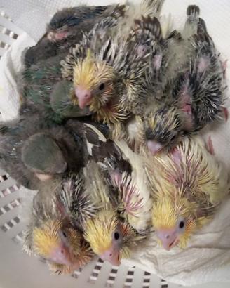 Pappagalli allevati a mano