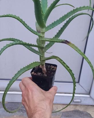 Piantine di aloe