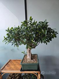 Bonsai Ficus retusa originale cinese di 80 x 80 cm