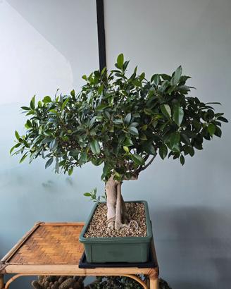 Bonsai Ficus retusa originale cinese di 80 x 80 cm
