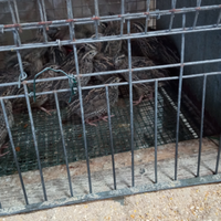 Animali ornamentali