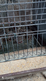 Animali ornamentali