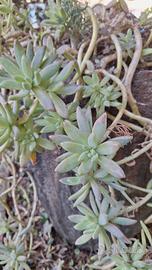 pianta grassa Graprosedum