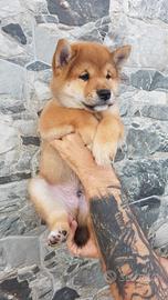 Cucciolo maschio rosso sashige pedigree