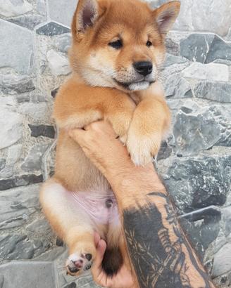 Cucciolo maschio rosso sashige pedigree