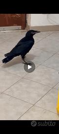 Pullo di corvo imperiale