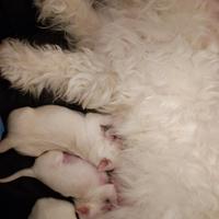 Cuccioli maltese toy