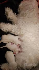 Cuccioli maltese toy