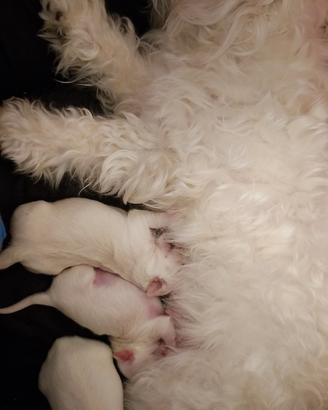 Cuccioli maltese toy