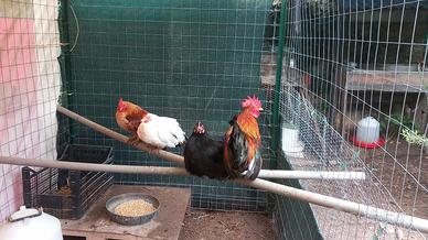 Galline nane