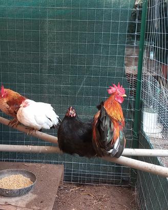Galline nane