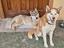Immagine 4