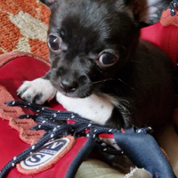 Cucciolo Chihuahua Toy