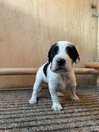 Cuccioli setter inglese