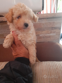 Albicocca Maltipoo