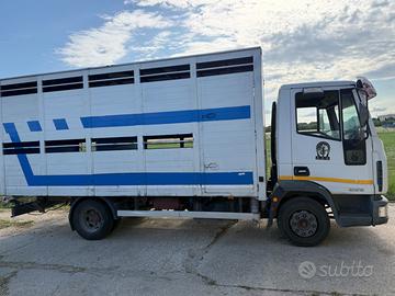 Eurocargo 80e18 trasporto animali vivi