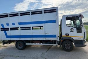 Eurocargo 80e18 trasporto animali vivi