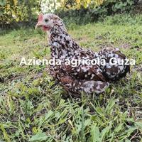 Galli galline brahma